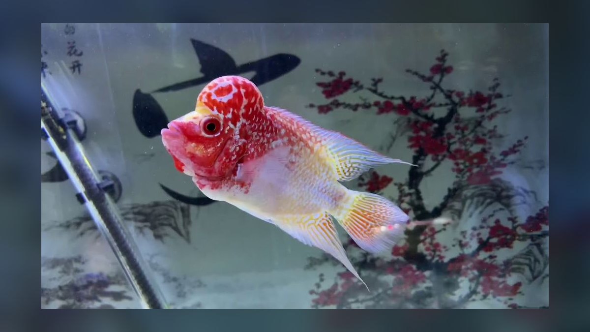 Top 10 Flowerhorn Cichlid Varieties 2027 — figure 7