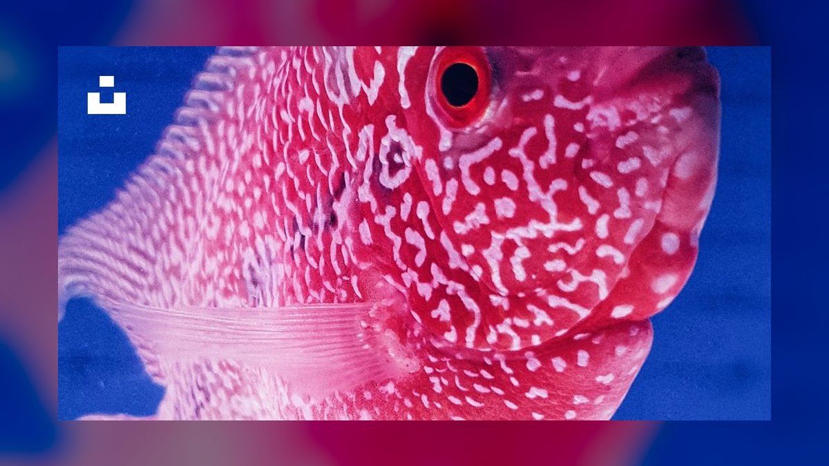 Top 10 Flowerhorn Cichlid Varieties 2027 — figure 8