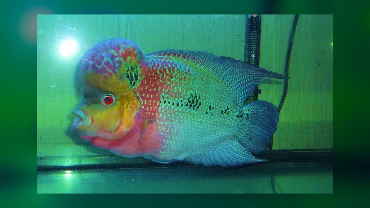 Top 10 Flowerhorn Cichlid Varieties 2027 — figure 9