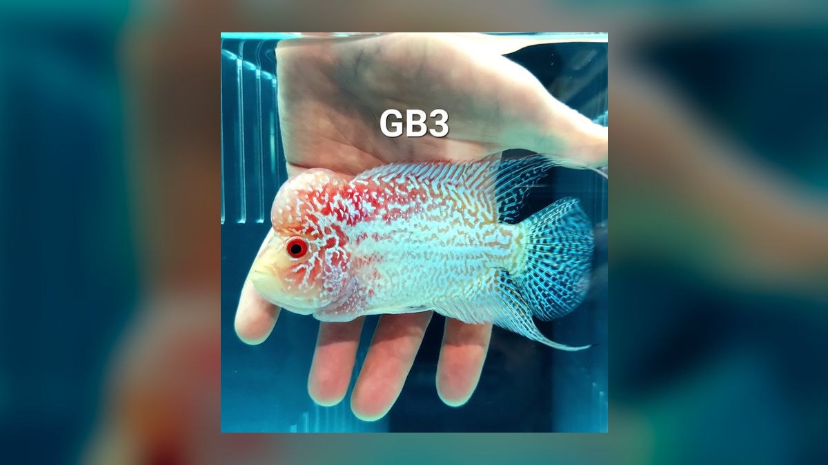 Top 10 Flowerhorn Cichlid Varieties 2027