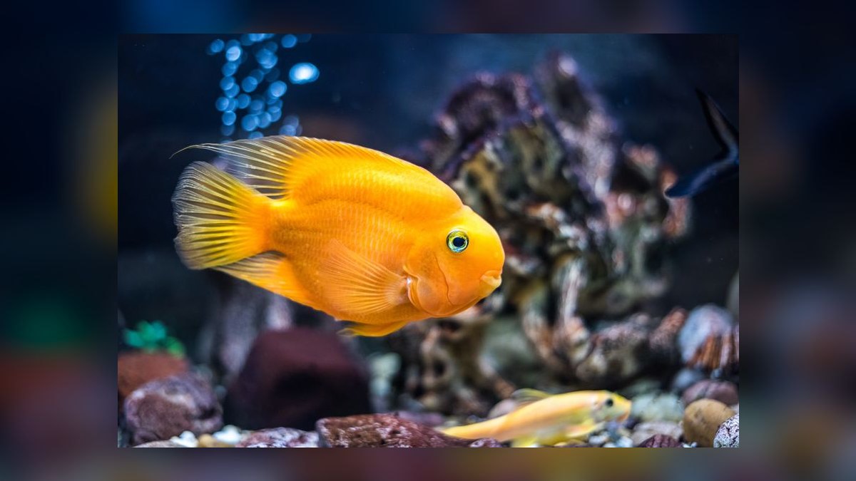 Top 10 Blood Parrot Cichlid Care 2027