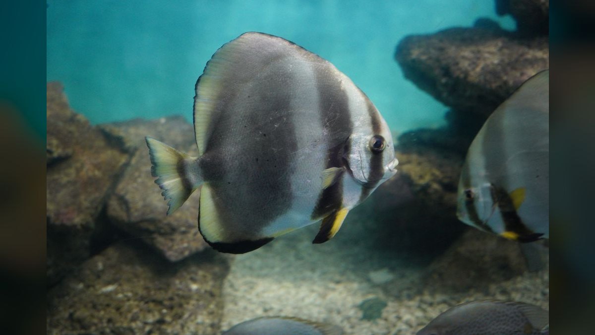 Top 10 Mono Sebae Brackish Fish 2027 — figure 5