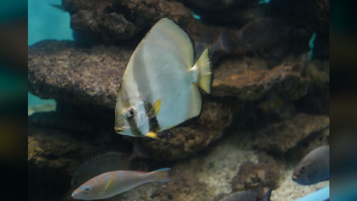 Top 10 Mono Sebae Brackish Fish 2027 — figure 6