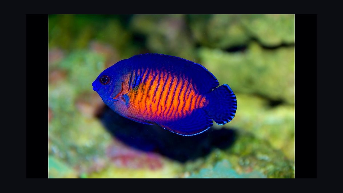 Top 10 Yellow Tang Saltwater Fish 2027 — figure 10