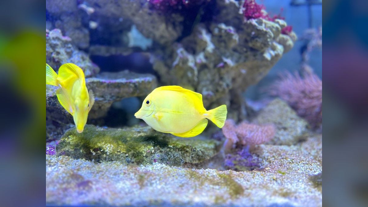 Top 10 Yellow Tang Saltwater Fish 2027 — figure 4