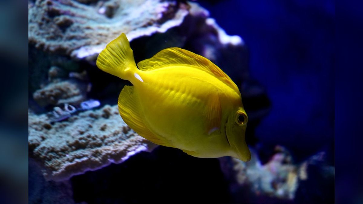 Top 10 Yellow Tang Saltwater Fish 2027 — figure 5