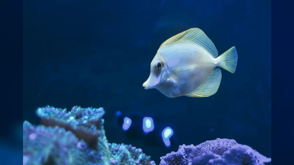 Top 10 Yellow Tang Saltwater Fish 2027 — figure 6