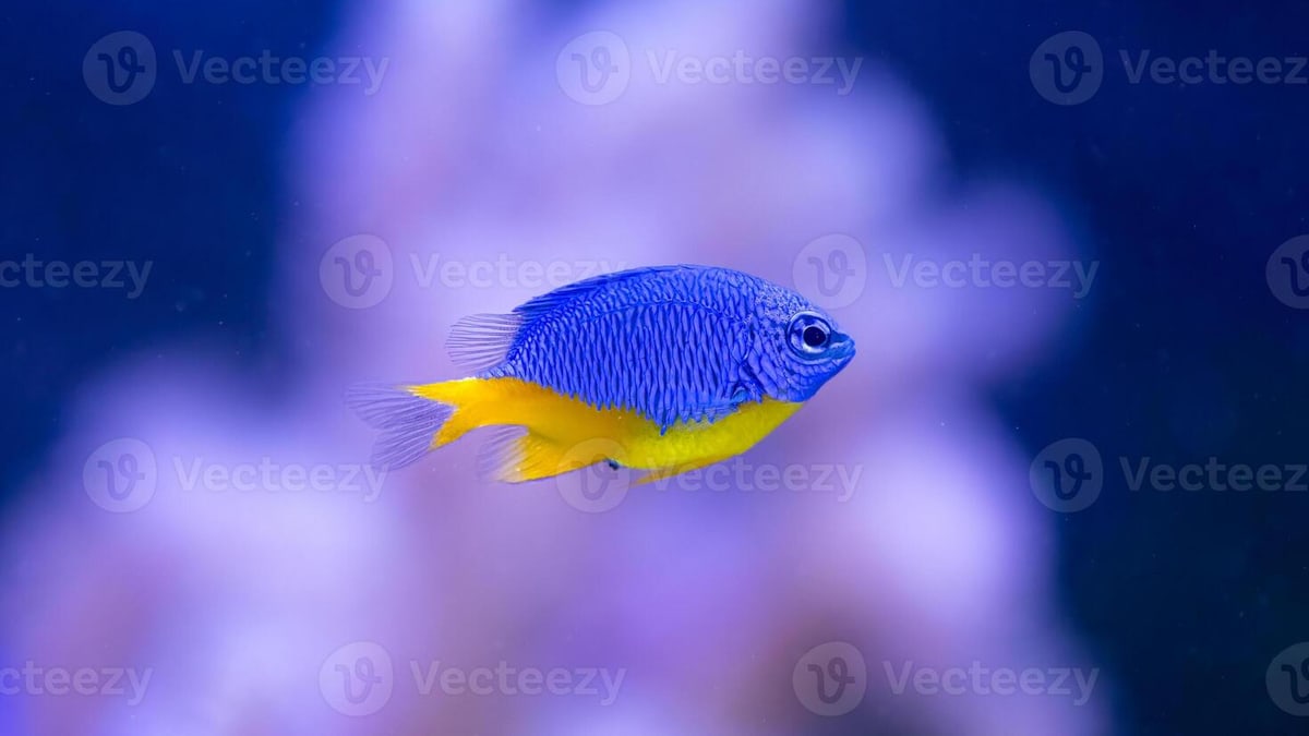 Top 10 Yellow Tang Saltwater Fish 2027 — figure 9