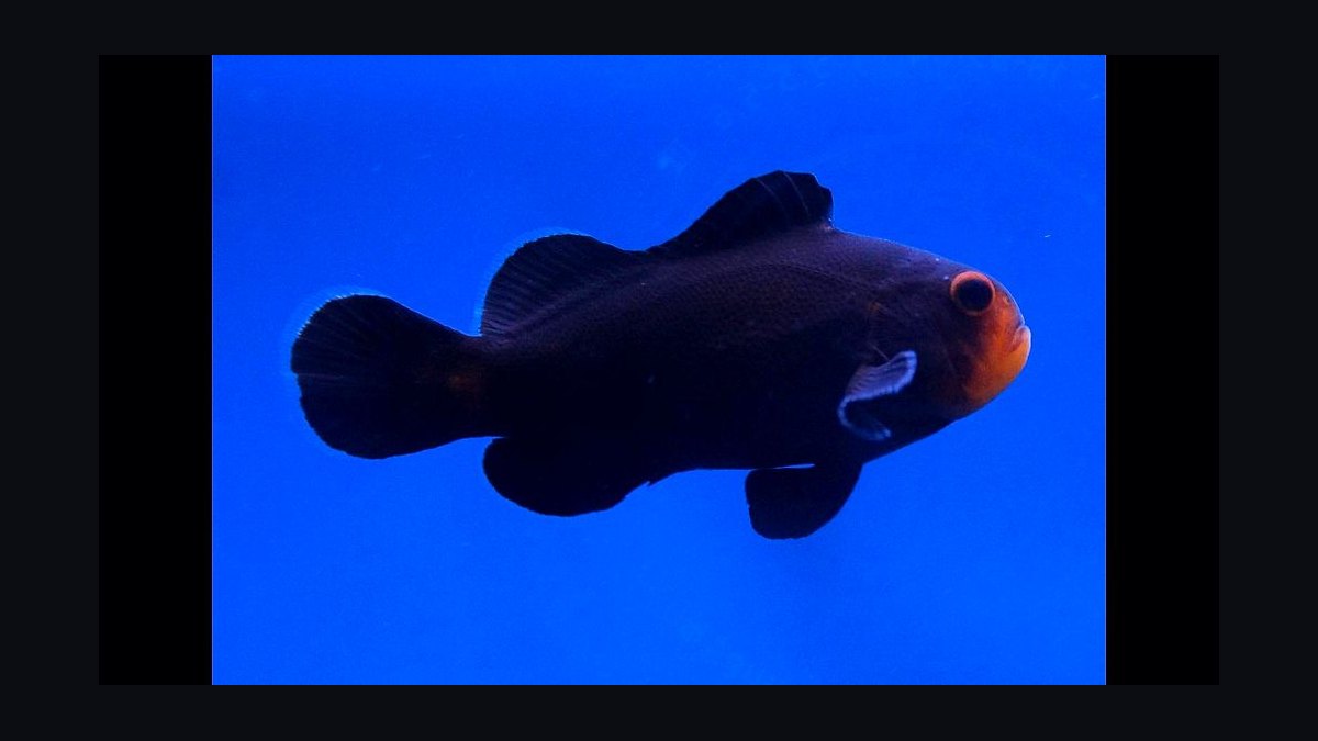 Top 10 Yellow Tang Saltwater Fish 2027