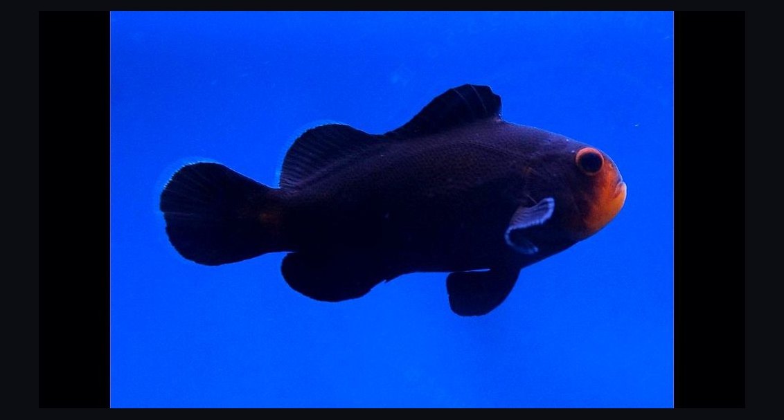 Top 10 Yellow Tang Saltwater Fish 2027
