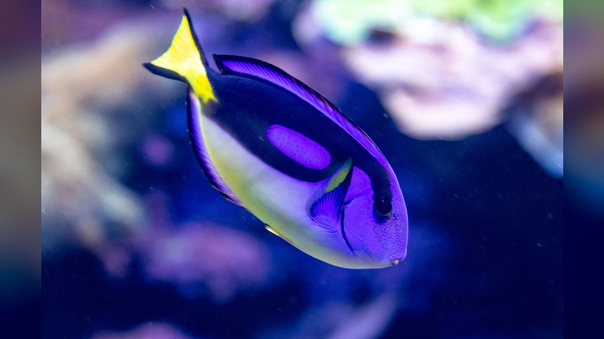 Top 10 Blue Tang Care Requirements 2027 — figure 1