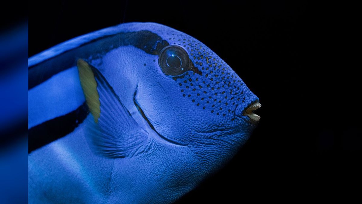 Top 10 Blue Tang Care Requirements 2027 — figure 3