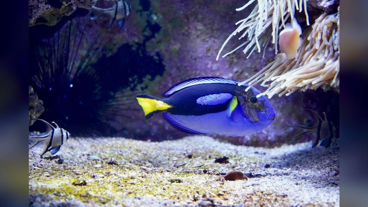 Top 10 Blue Tang Care Requirements 2027 — figure 6