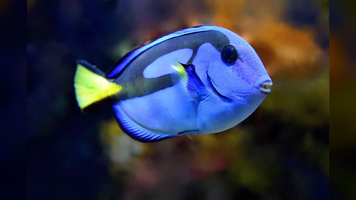Top 10 Blue Tang Care Requirements 2027