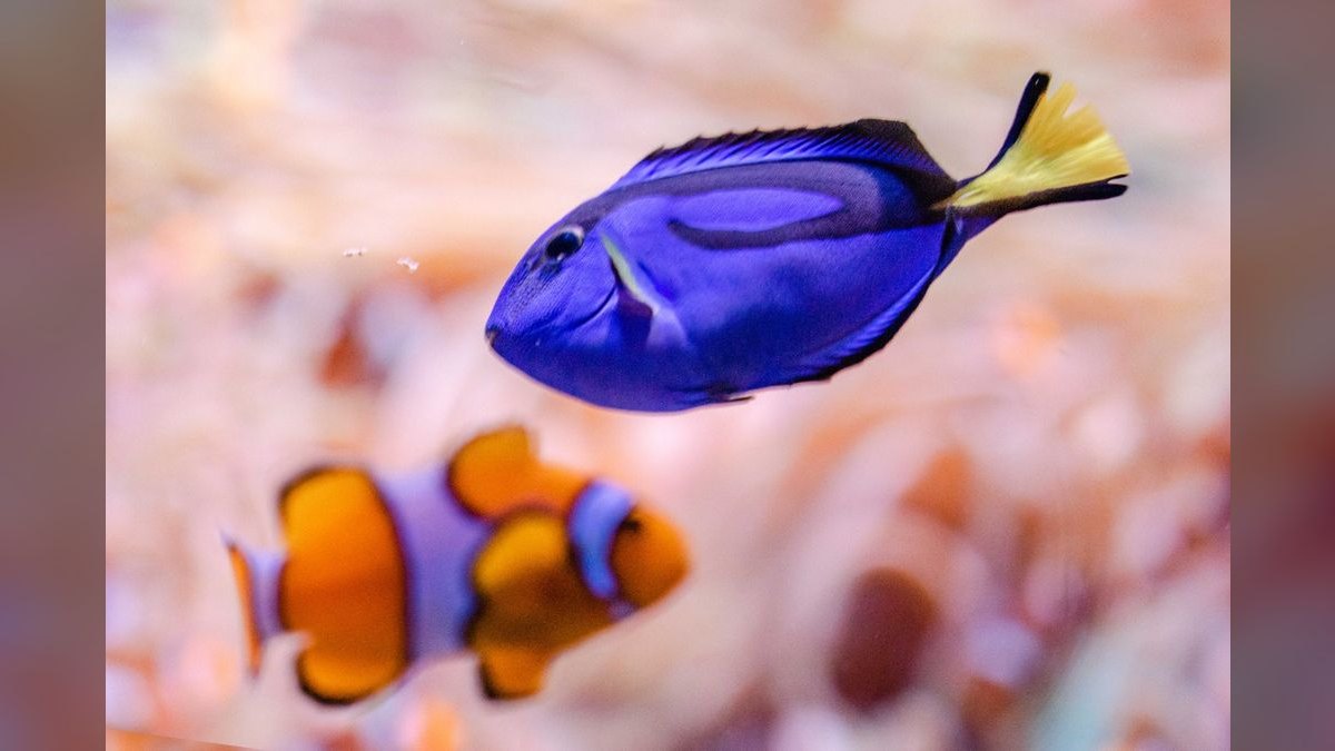 Top 10 Purple Tang Reef Fish 2027 — figure 6