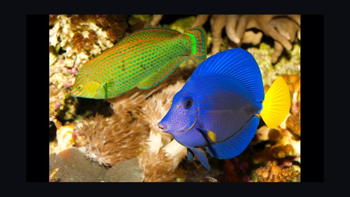 Top 10 Purple Tang Reef Fish 2027 — figure 7