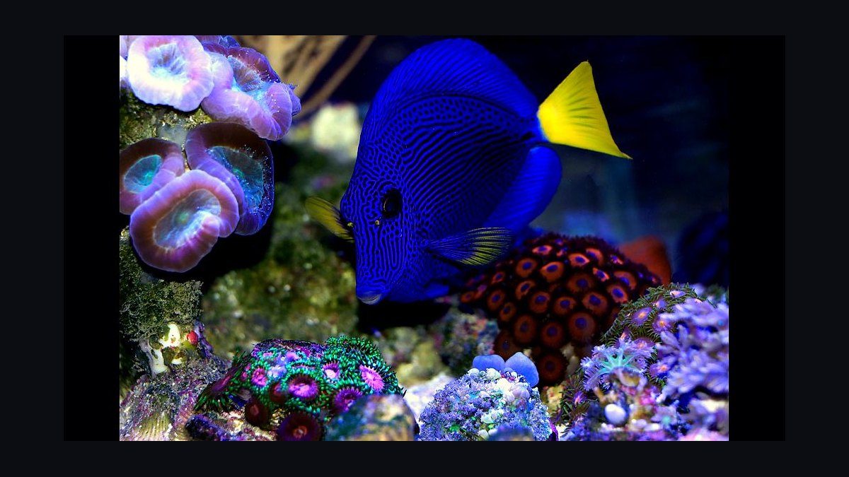 Top 10 Purple Tang Reef Fish 2027 — figure 9