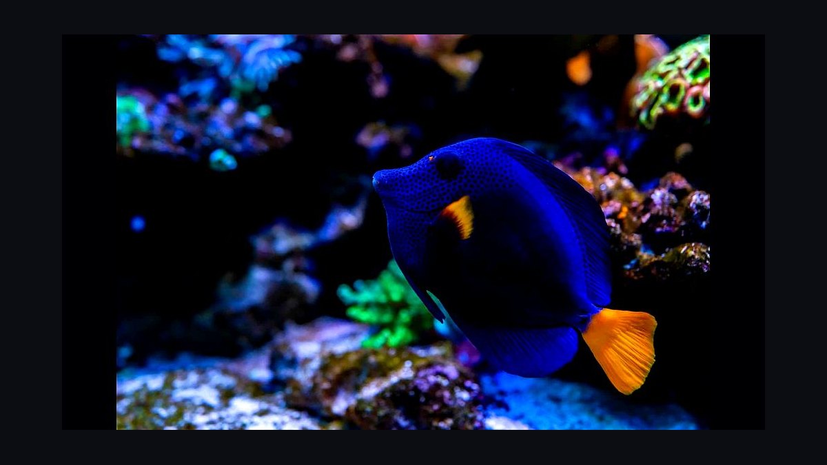 Top 10 Purple Tang Reef Fish 2027