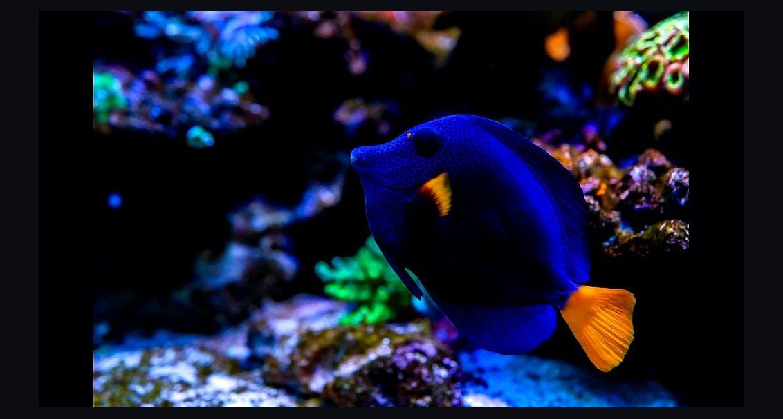 Top 10 Purple Tang Reef Fish 2027