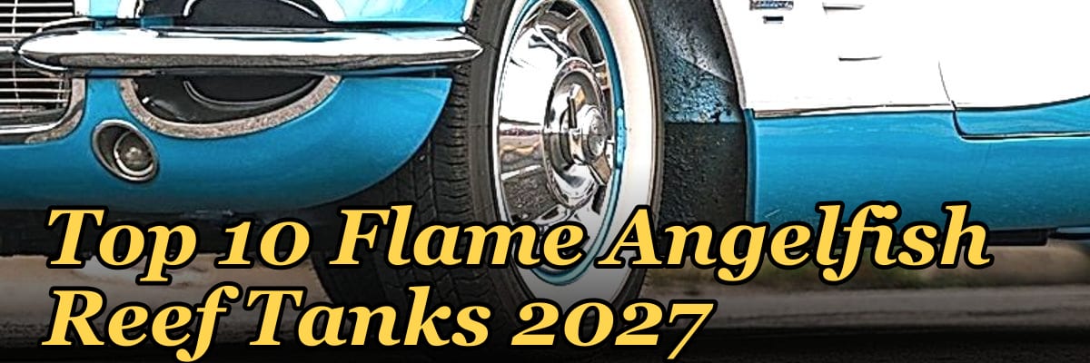Top 10 Flame Angelfish Reef Tanks 2027