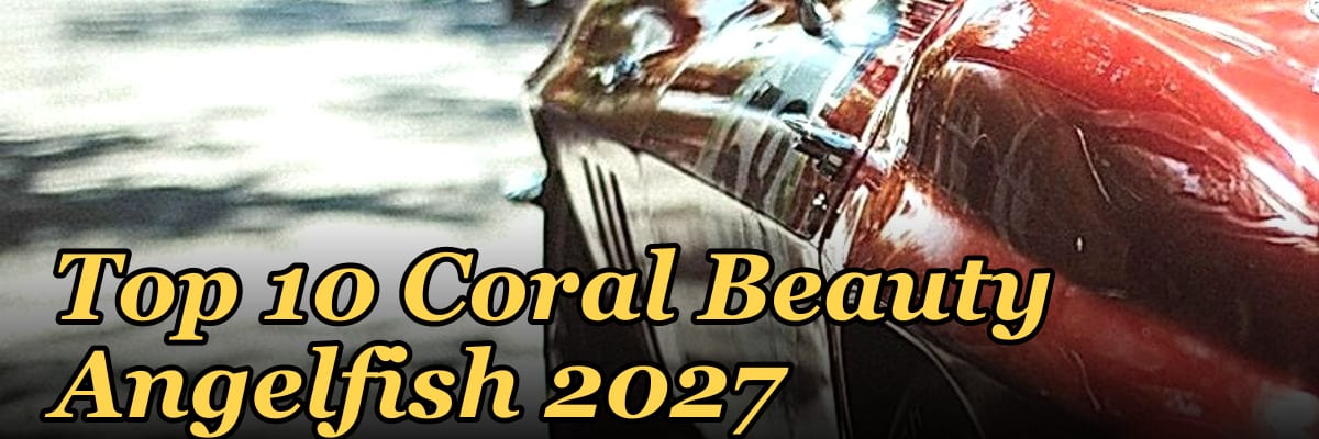 Top 10 Coral Beauty Angelfish 2027