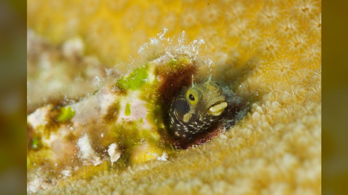 Top 10 Lawnmower Blenny Algae Control 2027 — figure 2