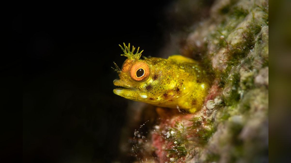 Top 10 Lawnmower Blenny Algae Control 2027 — figure 3