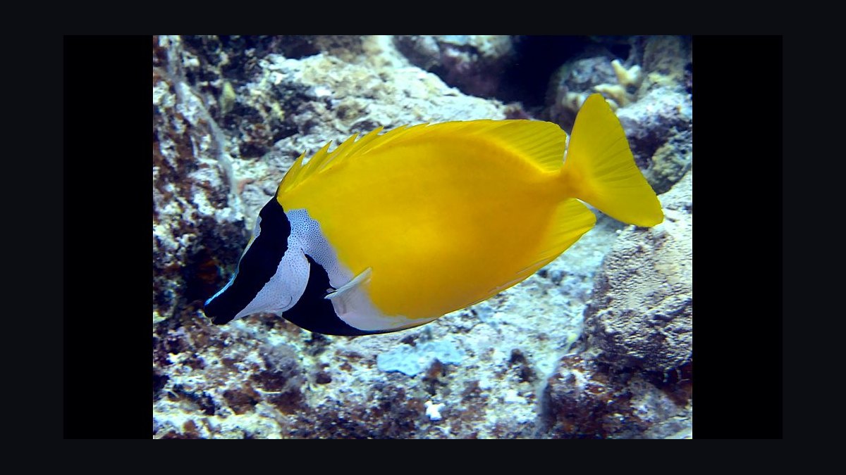 Top 10 Foxface Rabbitfish 2027 — figure 1