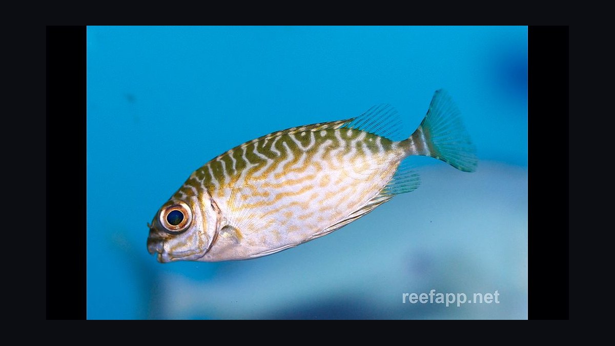 Top 10 Foxface Rabbitfish 2027 — figure 10