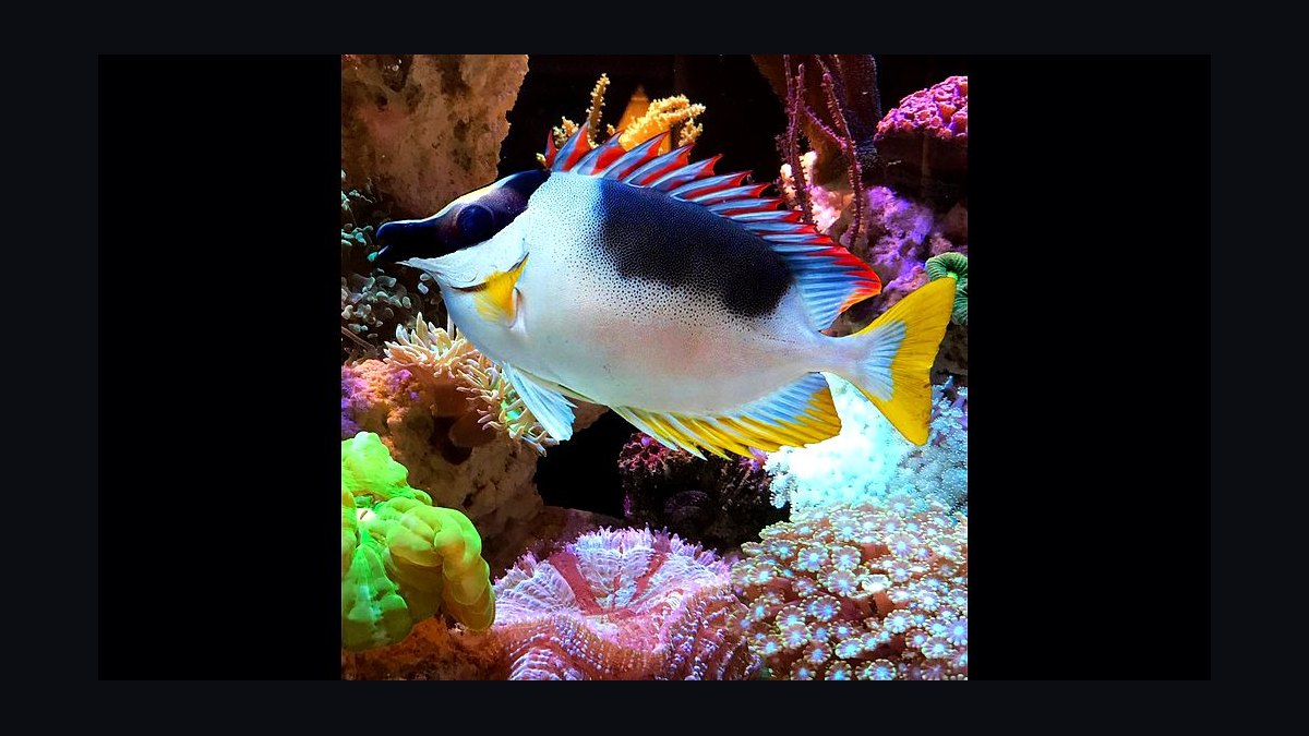 Top 10 Foxface Rabbitfish 2027 — figure 2
