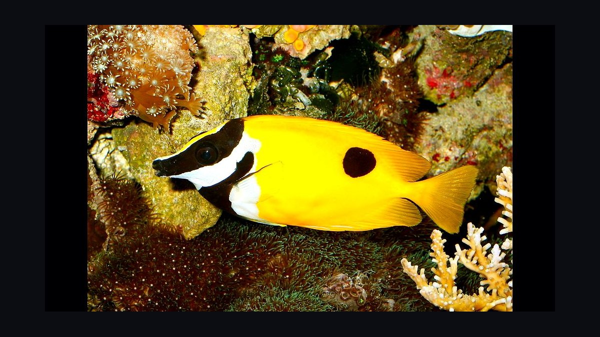 Top 10 Foxface Rabbitfish 2027 — figure 3