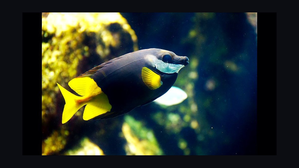 Top 10 Foxface Rabbitfish 2027 — figure 4