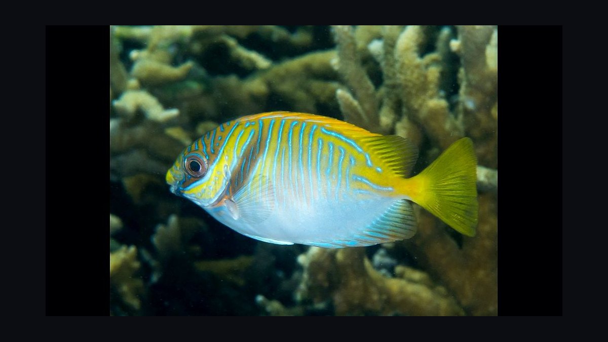 Top 10 Foxface Rabbitfish 2027 — figure 5