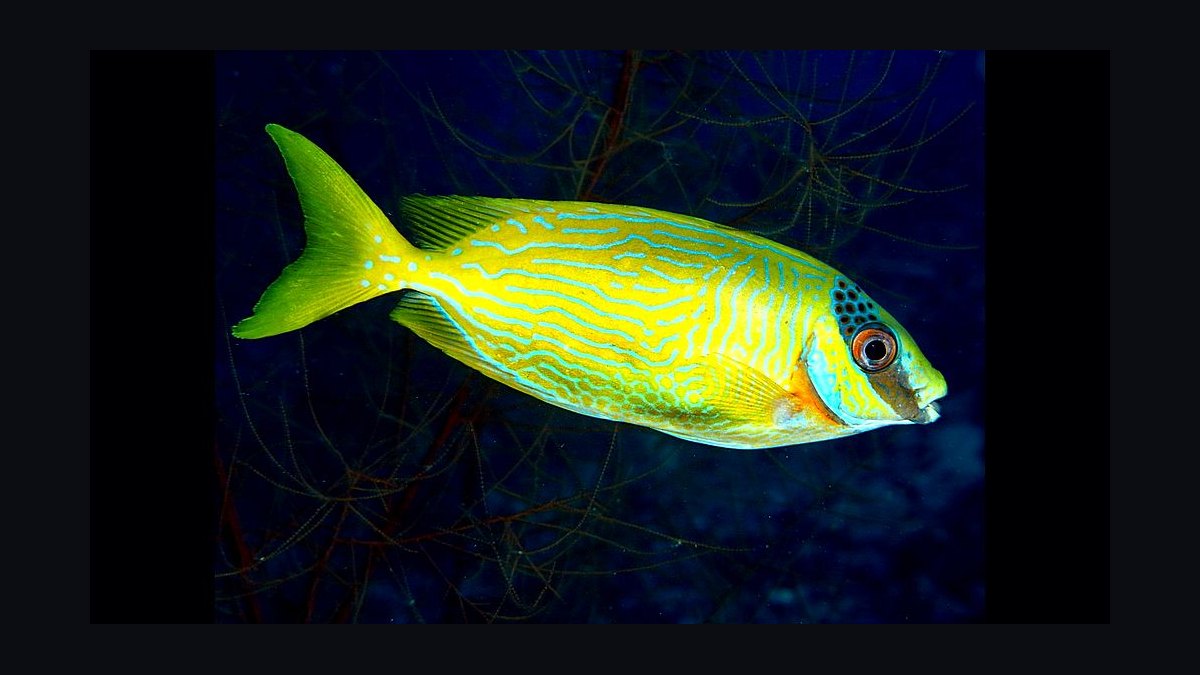 Top 10 Foxface Rabbitfish 2027 — figure 6