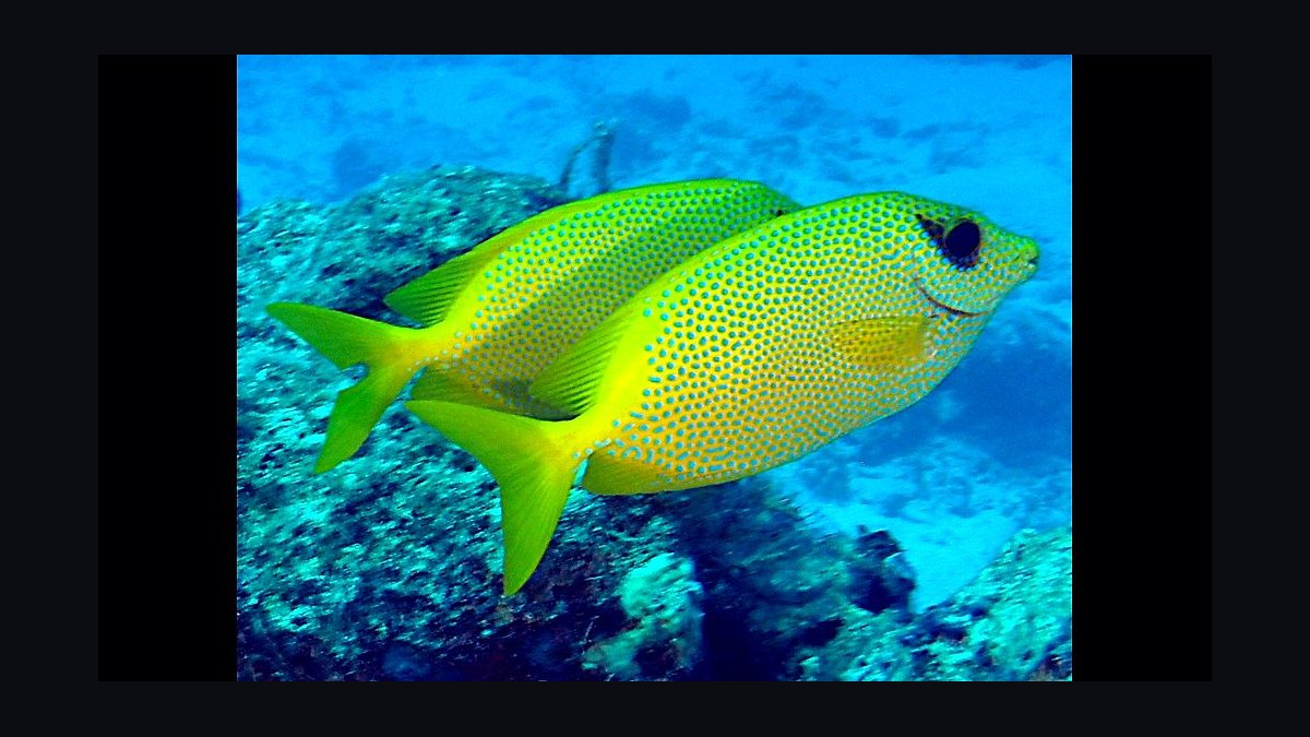 Top 10 Foxface Rabbitfish 2027 — figure 7