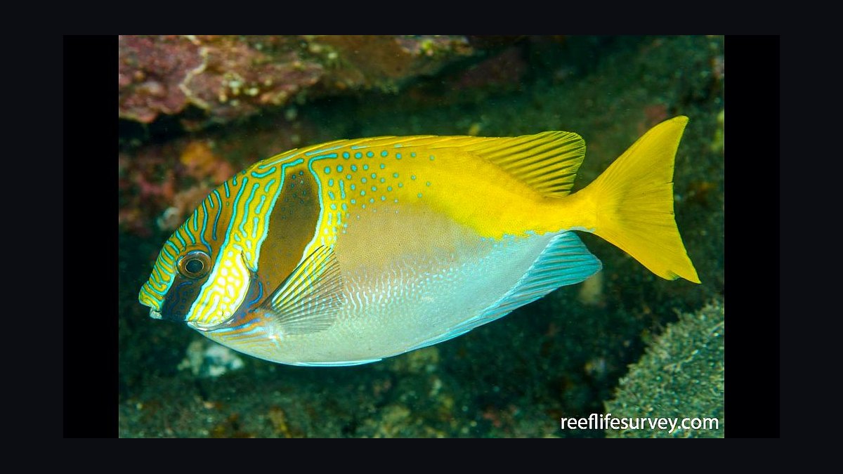 Top 10 Foxface Rabbitfish 2027 — figure 8