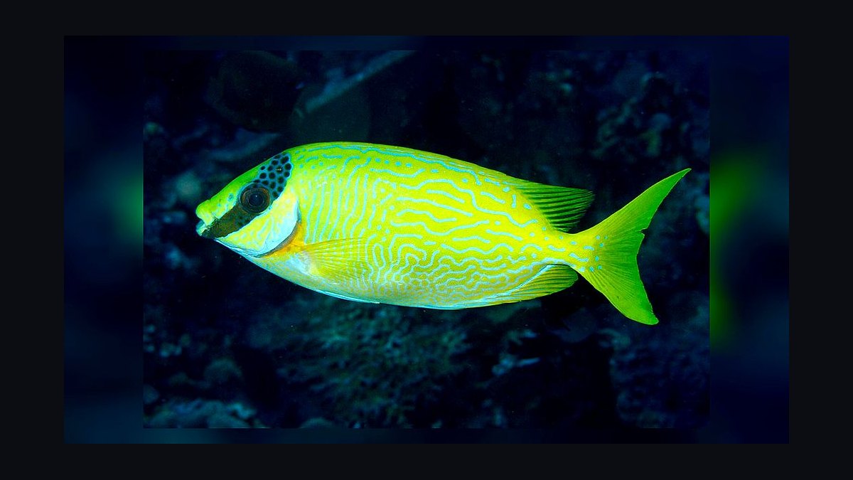 Top 10 Foxface Rabbitfish 2027 — figure 9