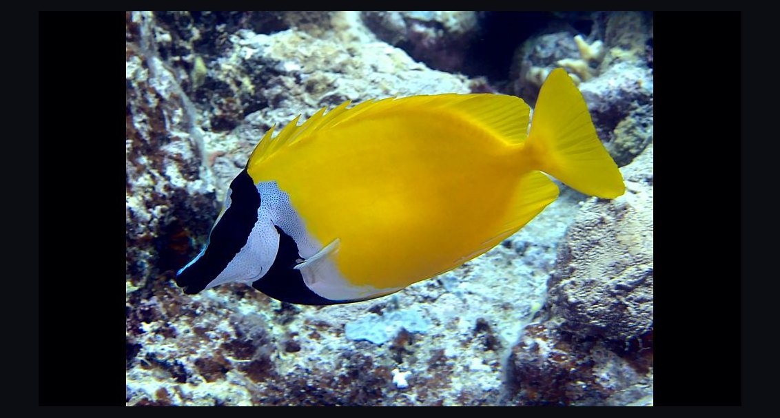 Top 10 Foxface Rabbitfish 2027