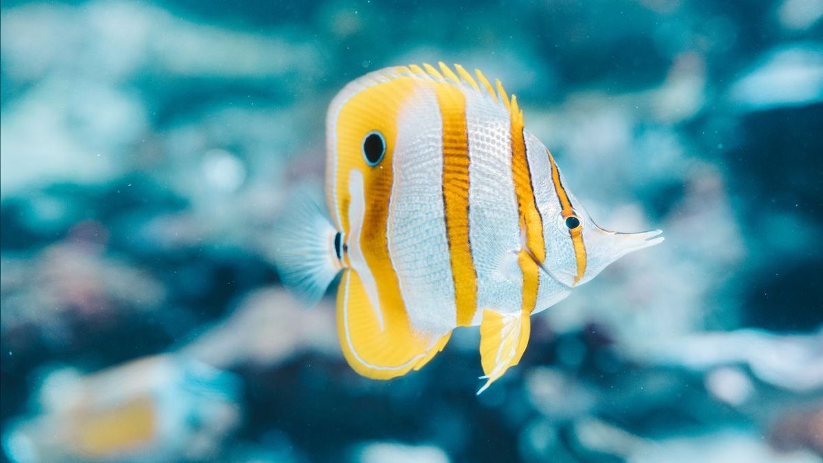 Top 10 Copperband Butterflyfish 2027 — figure 1