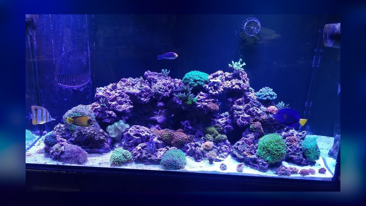 Top 10 Copperband Butterflyfish 2027 — figure 10