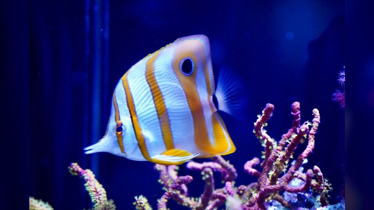Top 10 Copperband Butterflyfish 2027 — figure 2