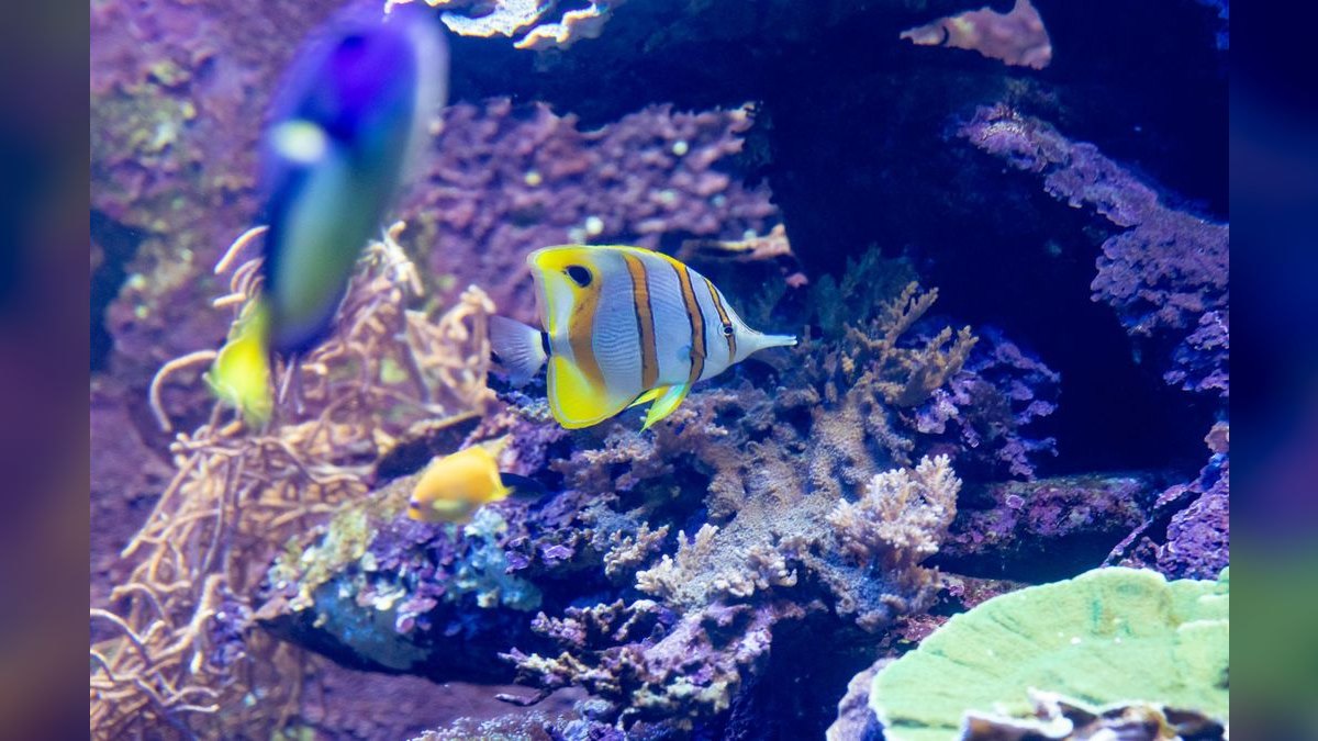 Top 10 Copperband Butterflyfish 2027 — figure 3