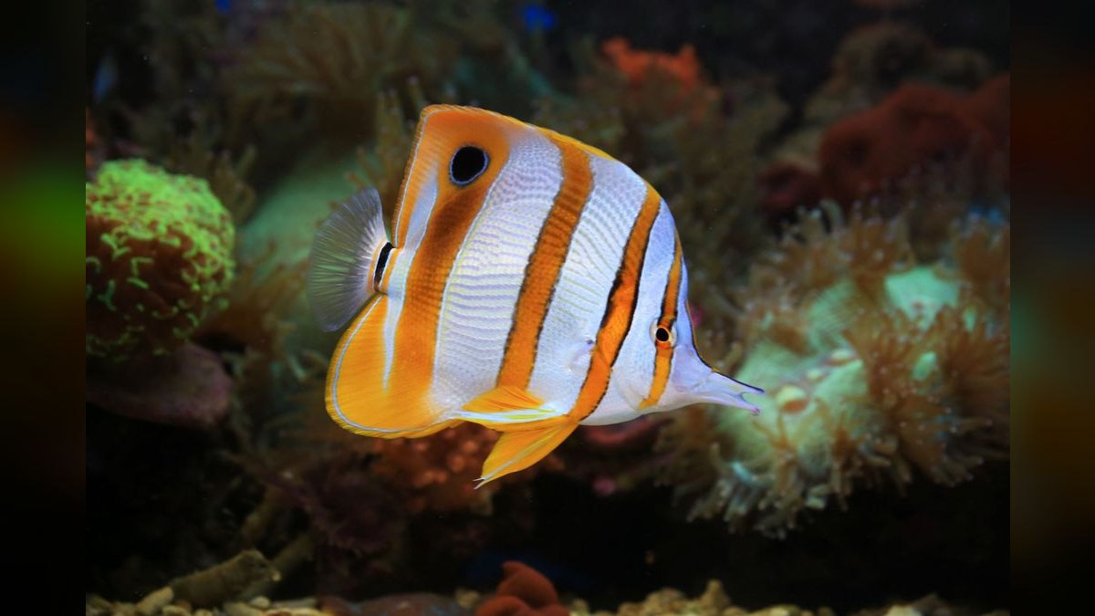 Top 10 Copperband Butterflyfish 2027 — figure 4