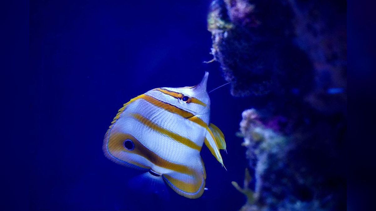 Top 10 Copperband Butterflyfish 2027 — figure 5