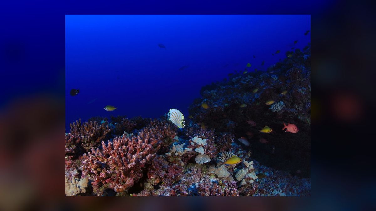 Top 10 Copperband Butterflyfish 2027 — figure 7