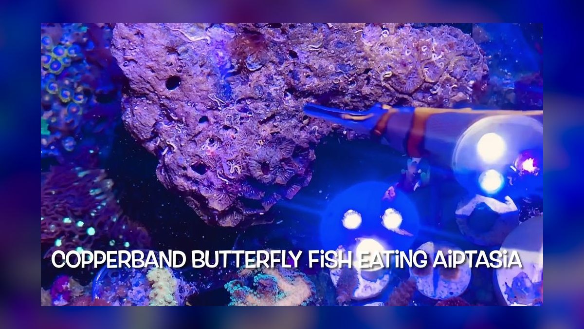 Top 10 Copperband Butterflyfish 2027 — figure 8