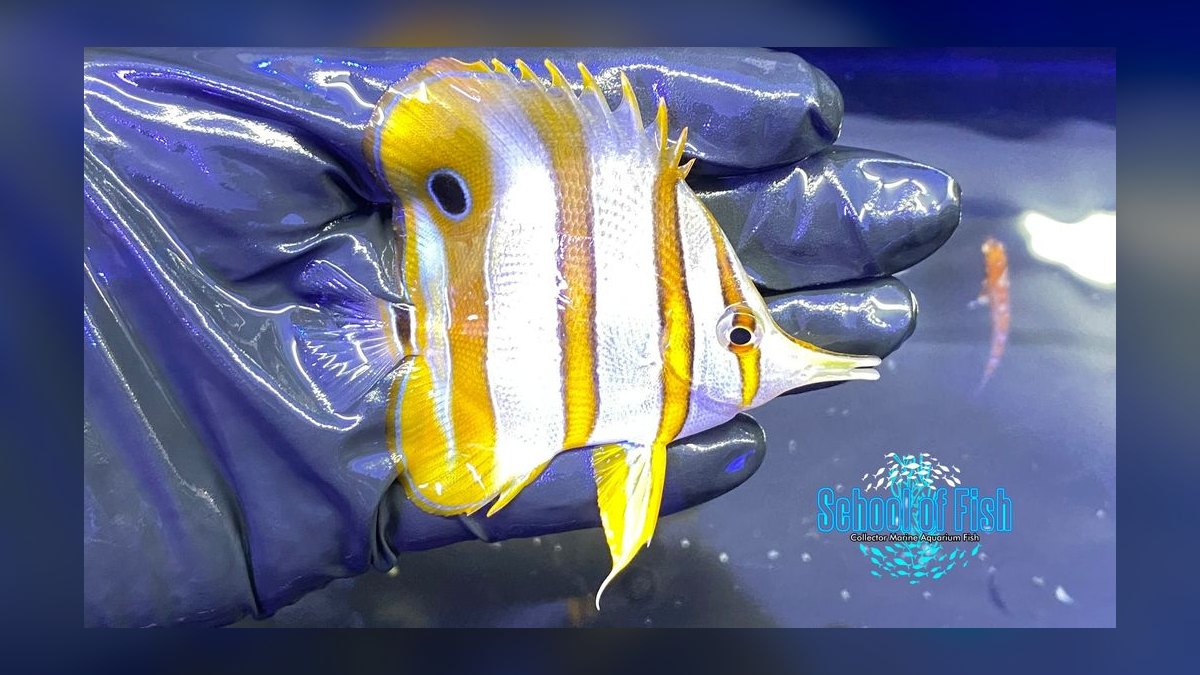 Top 10 Copperband Butterflyfish 2027 — figure 9