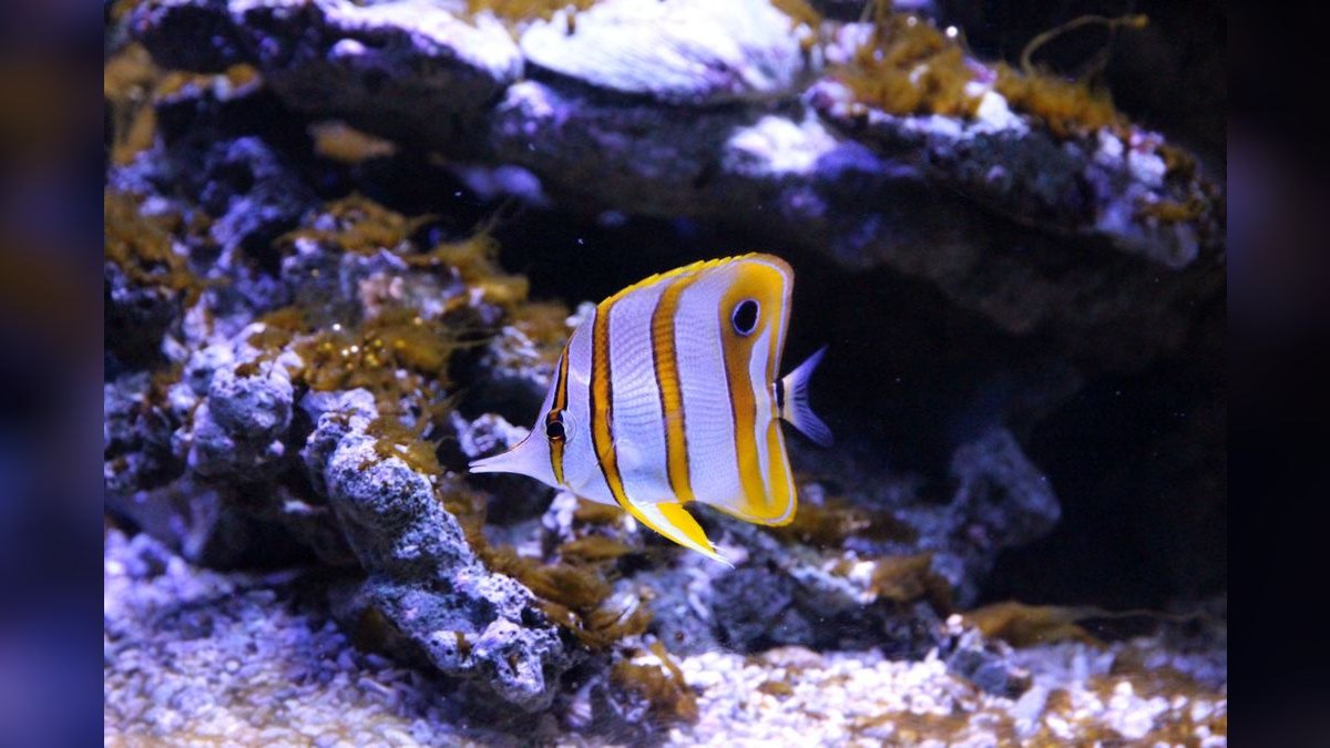 Top 10 Copperband Butterflyfish 2027