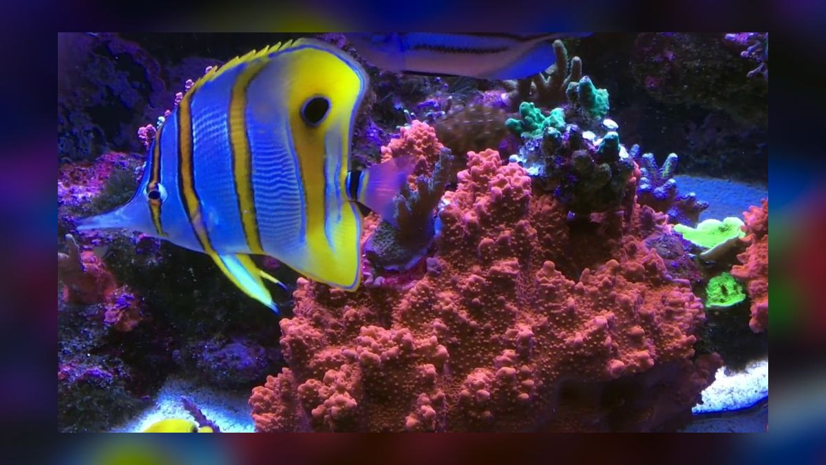 Top 10 Copperband Butterflyfish 2027