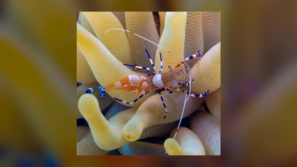 Top 10 Cleaner Shrimp Species 2027 — figure 10